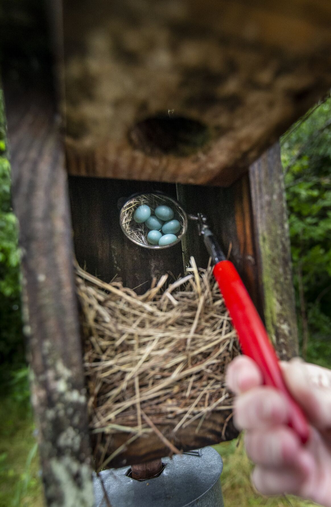 blue birds